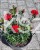 Goździk Dianthus caryophyllus Bright Red35 (