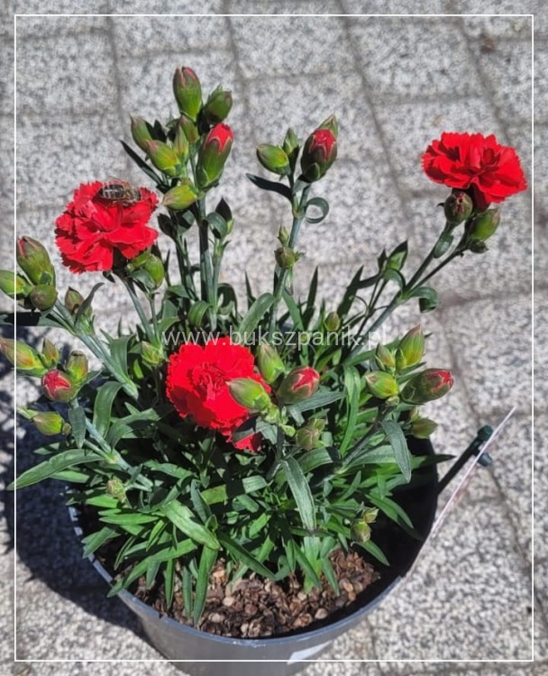 Goździk Dianthus caryophyllus Bright Red35 (