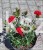 Goździk Dianthus caryophyllus Bright Red35 (