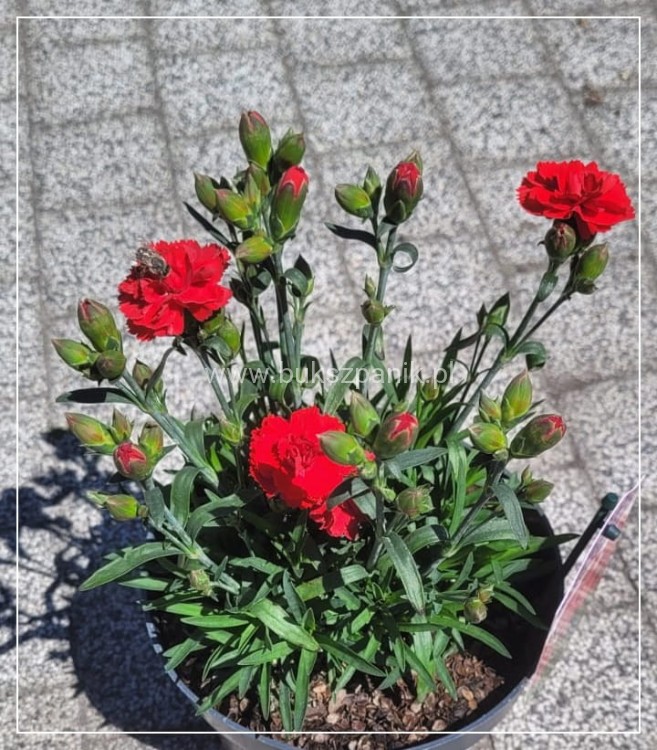 Goździk Dianthus caryophyllus Bright Red35 (