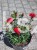 Goździk Dianthus caryophyllus Bright Red35 (
