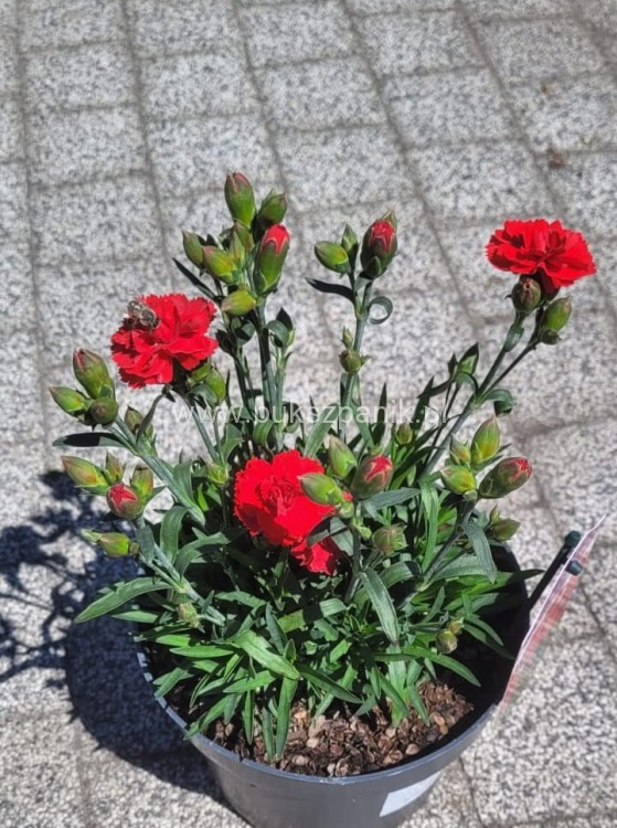 Goździk Dianthus caryophyllus Bright Red35 (