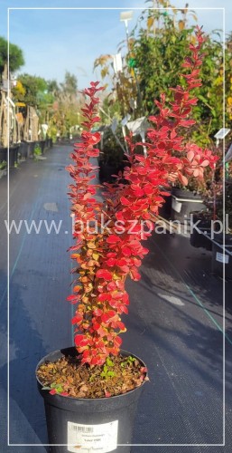 Berberys Thunenberga Lava - Berberis thunbergii