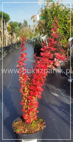 Berberys Thunenberga Lava - Berberis thunbergii