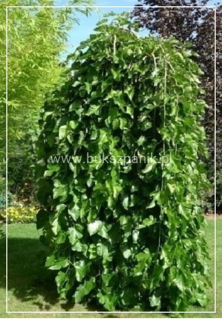 Morwa biała PENDULA PA 140-220cm -Morus alba