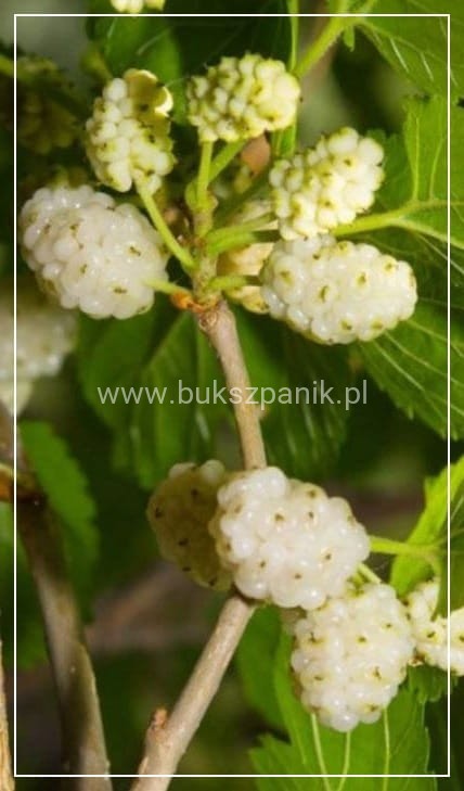 Morwa biała PENDULA PA 140-220cm -Morus alba