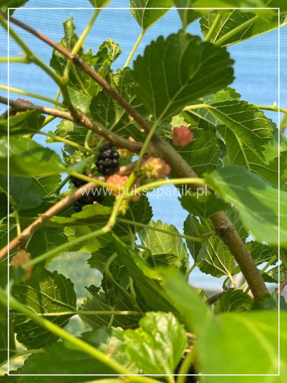 Morwa biała PENDULA PA 140-220cm -Morus alba