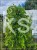 Morwa biała PENDULA PA 140-220cm -Morus alba