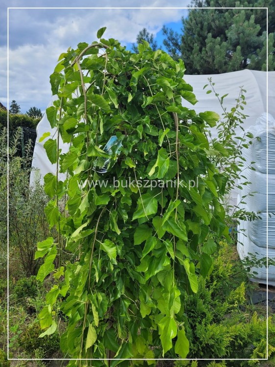Morwa biała PENDULA PA 140-220cm -Morus alba