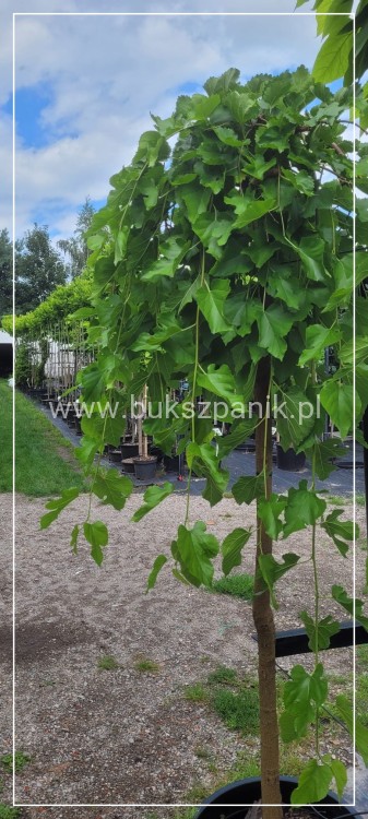 Morwa biała PENDULA PA 140-220cm -Morus alba