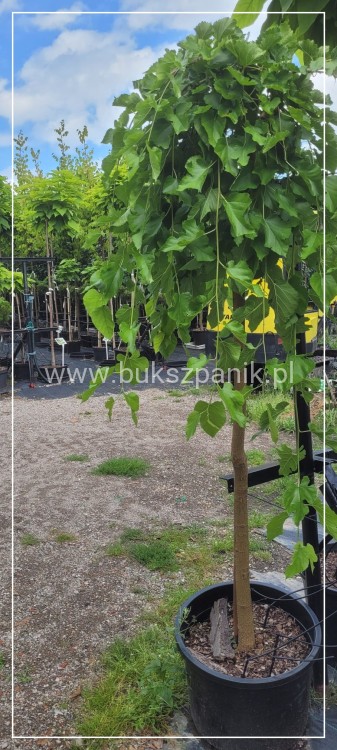 Morwa biała PENDULA PA 140-220cm -Morus alba