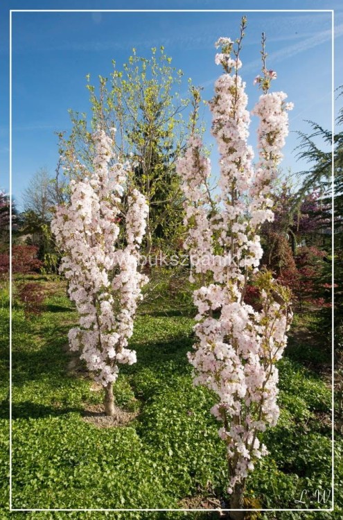 Wiśnia piłkowana AMANOGAWA- Prunus serrulata ob 10-12cm ok 3m wysokości C20/27
