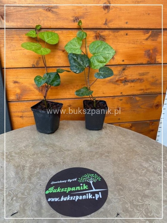 Bluszcz kolchidzki sercolistne, efektowne pnącze P9
