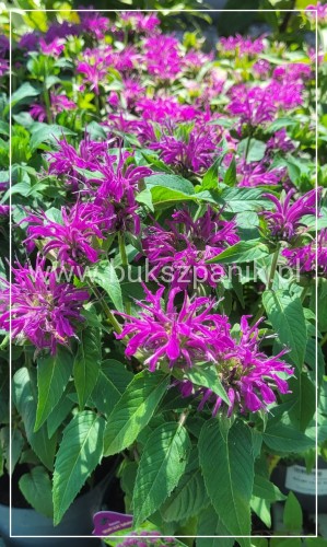 Pysznogłówka dwoista- Monarda didyma BALMY LILAC