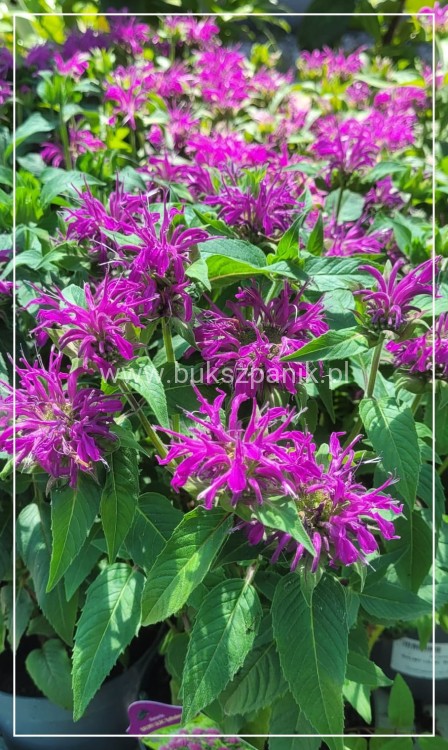 Pysznogłówka dwoista- Monarda didyma BALMY LILAC