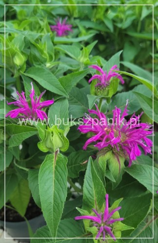 Pysznogłówka dwoista- Monarda didyma BALMY LILAC