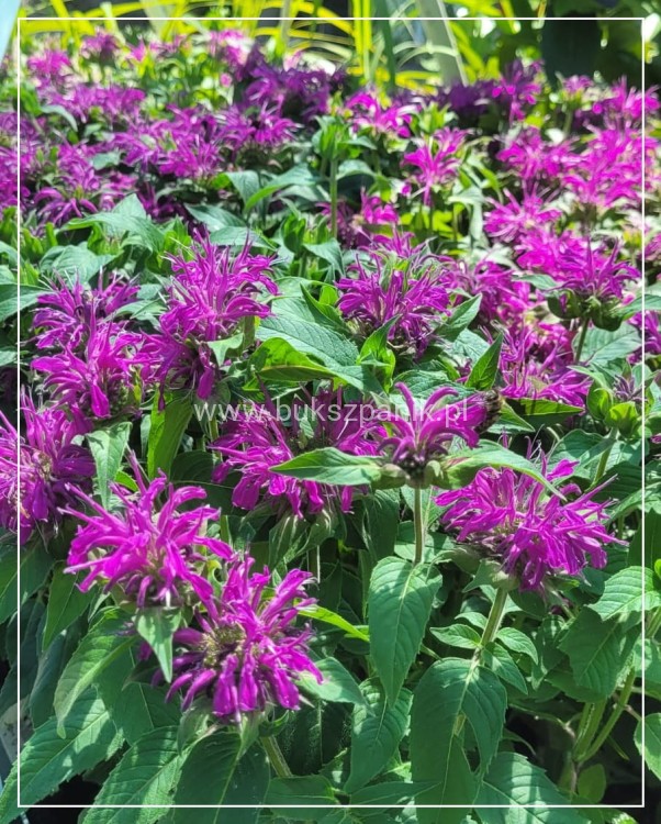 Pysznogłówka dwoista- Monarda didyma BALMY LILAC
