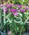 Pysznogłówka dwoista- Monarda didyma BALMY LILAC