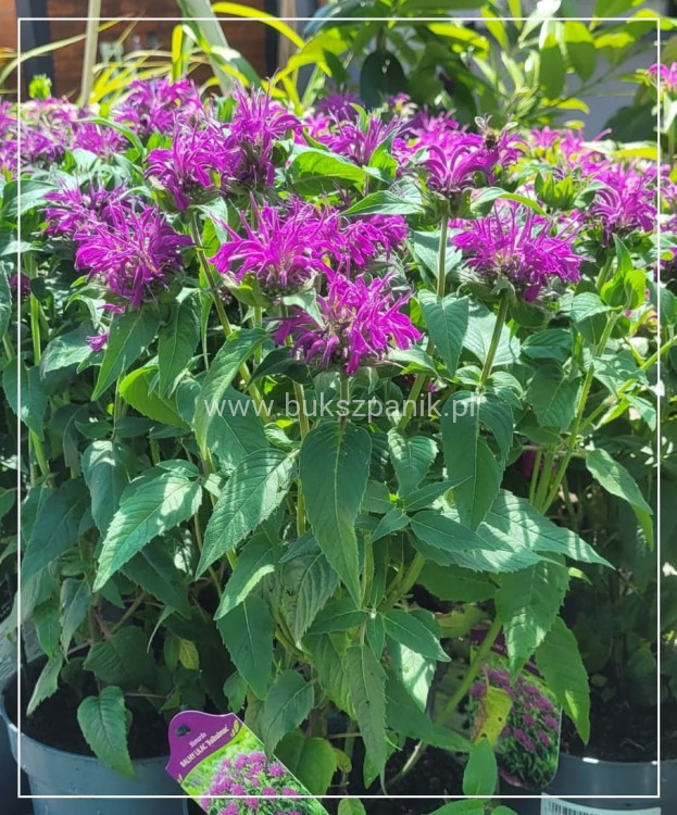 Pysznogłówka dwoista- Monarda didyma BALMY LILAC