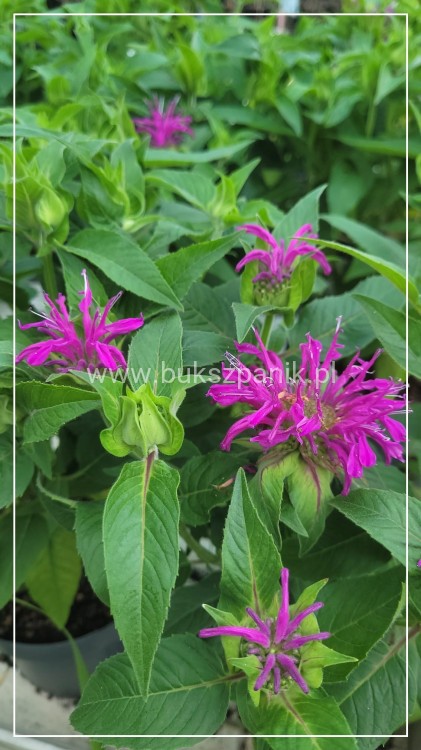 Pysznogłówka dwoista- Monarda didyma BALMY LILAC
