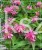 Pysznogłówka dwoista- Monarda didyma BALMY PINK