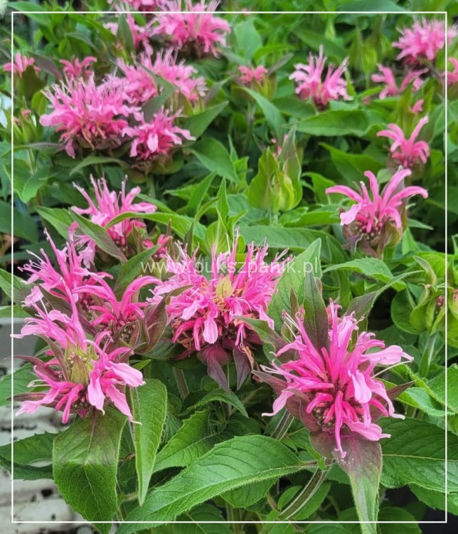 Pysznogłówka dwoista- Monarda didyma BALMY PINK