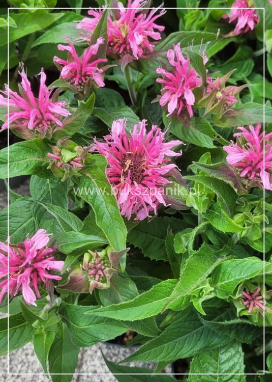 Pysznogłówka dwoista- Monarda didyma BALMY PINK