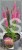 Przetacznik kłosowy Bubblegum Candles -veronica spicata