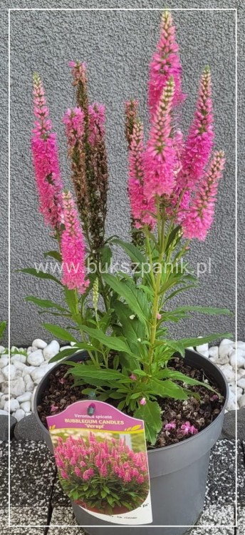 Przetacznik kłosowy Bubblegum Candles -veronica spicata