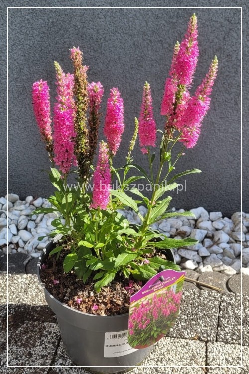 Przetacznik kłosowy Bubblegum Candles -veronica spicata