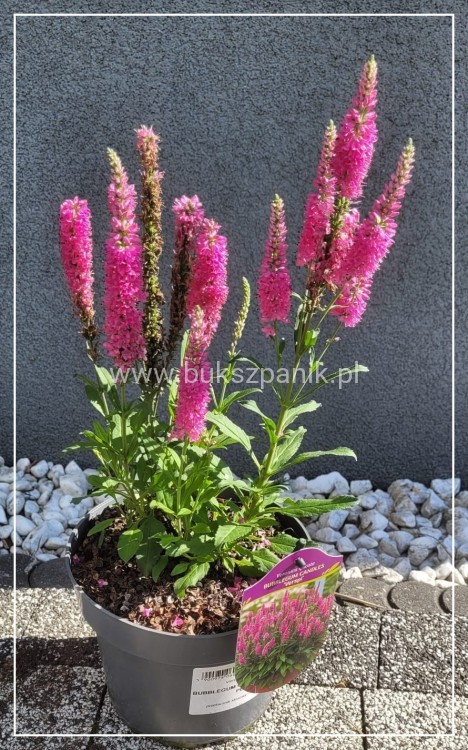 Przetacznik kłosowy Bubblegum Candles -veronica spicata