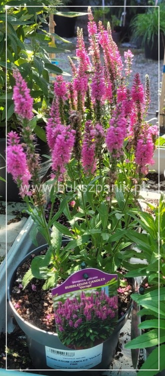 Przetacznik kłosowy Bubblegum Candles -veronica spicata