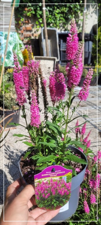 Przetacznik kłosowy Bubblegum Candles -veronica spicata
