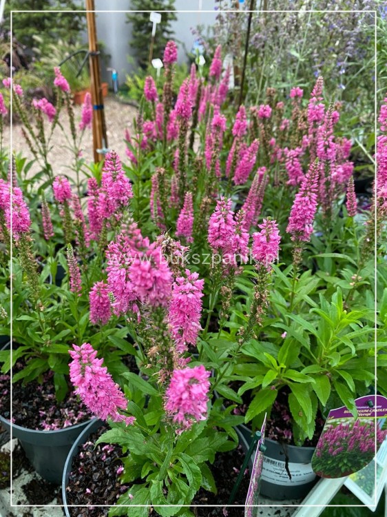 Przetacznik kłosowy Bubblegum Candles -veronica spicata