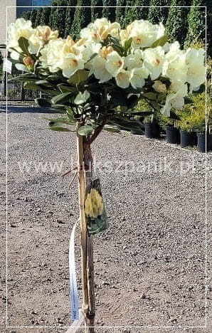 Różanecznik jakuszimański FLAVA f.pienna