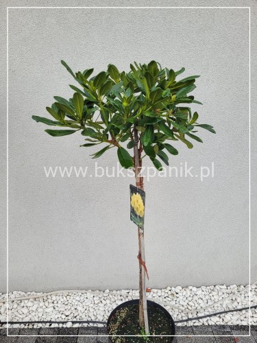 Różanecznik jakuszimański FLAVA f.pienna