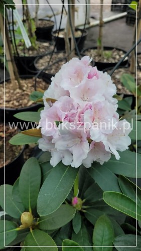 Różanecznik jakuszimański Schneekissen - Rhododendron