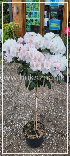 Różanecznik SCHNEEKRONE Rhododendron PA80cm