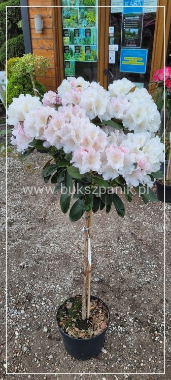 Różanecznik SCHNEEKRONE Rhododendron PA80cm
