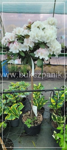 Różanecznik SCHNEEKRONE Rhododendron PA80cm
