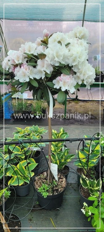 Różanecznik SCHNEEKRONE Rhododendron PA80cm
