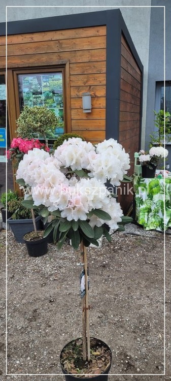 Różanecznik SCHNEEKRONE Rhododendron PA80cm