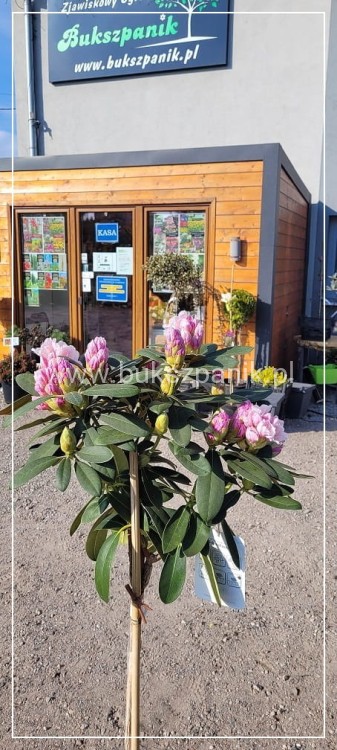 Różanecznik SCHNEEKRONE Rhododendron PA80cm
