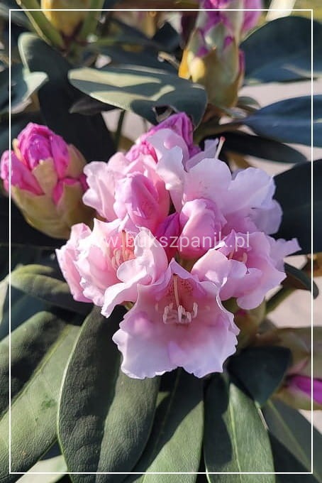 Różanecznik SCHNEEKRONE Rhododendron PA80cm