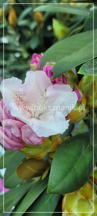 Różanecznik SCHNEEKRONE Rhododendron PA80cm