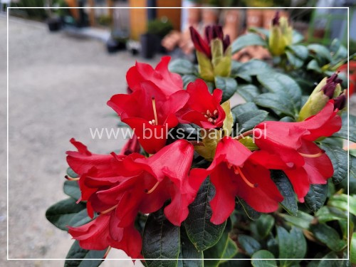 Różanecznik BENGAL - Rhododendron