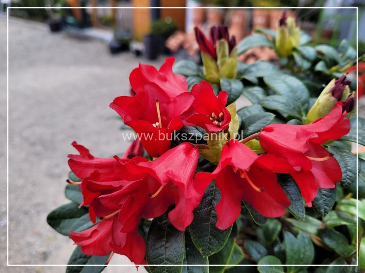 Różanecznik BENGAL - Rhododendron