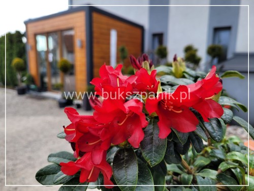 Różanecznik BENGAL - Rhododendron