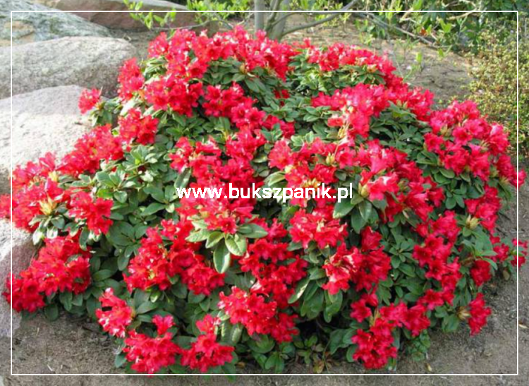 Różanecznik BENGAL - Rhododendron