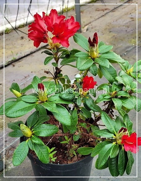 Różanecznik BENGAL - Rhododendron